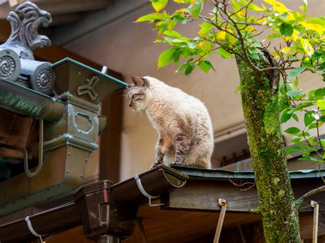 猫風水|猫と風水の関係について徹底解説！トイレの位置やグ…